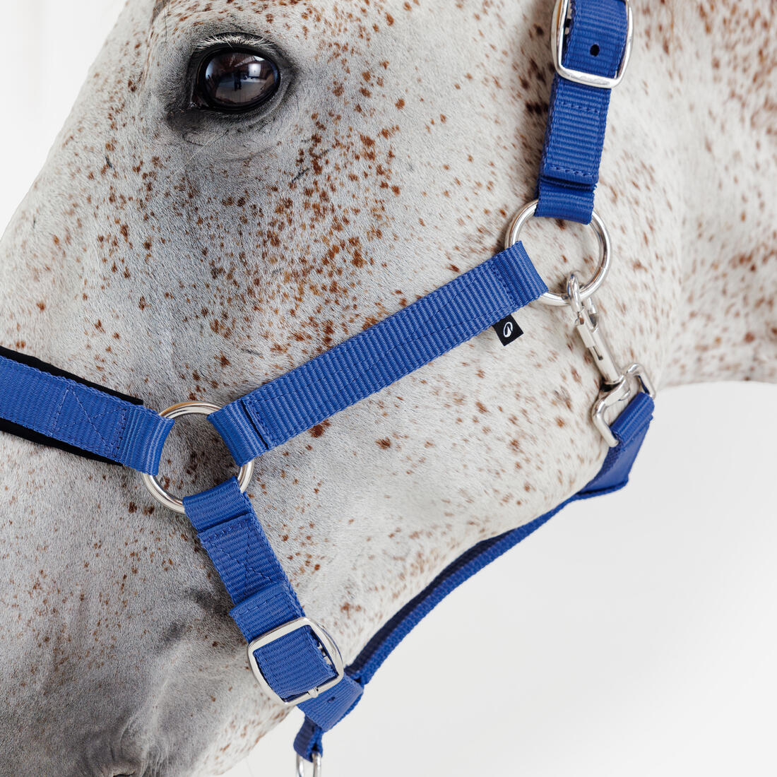 CABEZADA CUADRA EQUITACIÓN AZUL - Image 2
