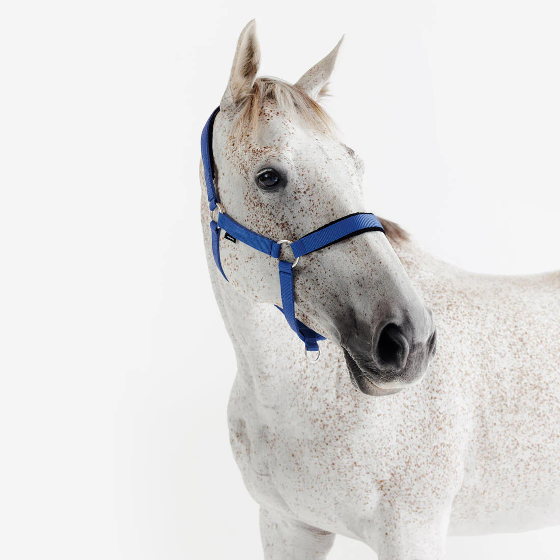 CABEZADA CUADRA EQUITACIÓN AZUL - Image 3
