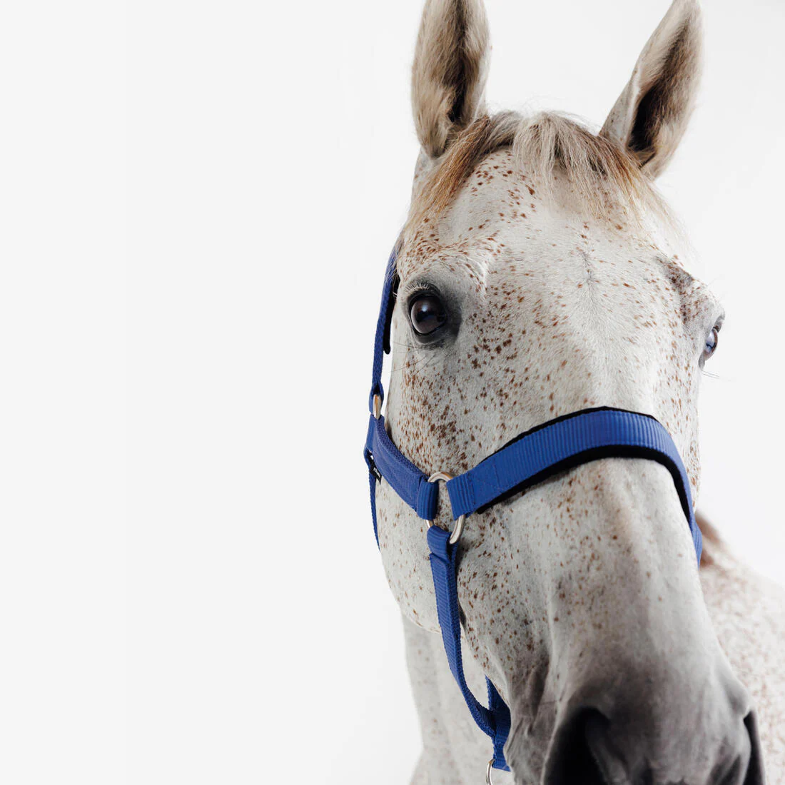 CABEZADA CUADRA EQUITACIÓN AZUL - Image 4